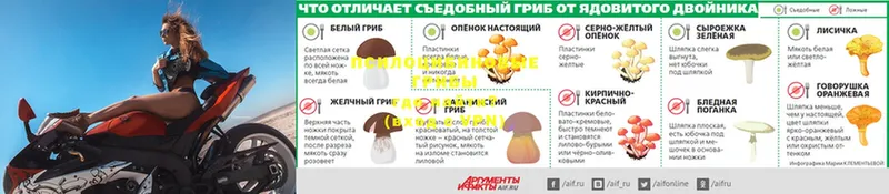 Галлюциногенные грибы Psilocybe  Никольск 